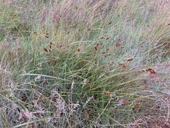 Carex pansa