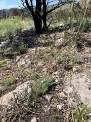 Evolvulus nuttallianus