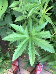 Filipendula rubra