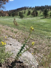 Linaria dalmatica dalmatica
