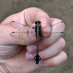 Gomphurus ventricosus