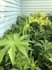 Filipendula rubra