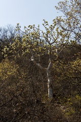 Albizia tanganyicensis