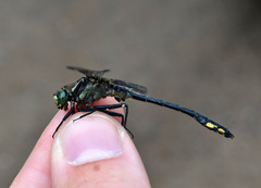 Gomphurus ventricosus