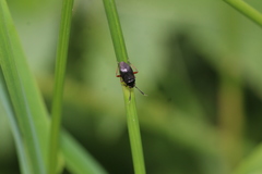 Capsus
