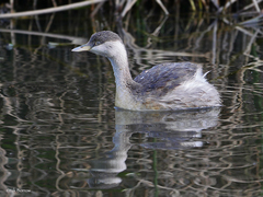 Hoary-Headed Grebe photo 6
