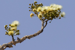 Albizia tanganyicensis