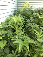Filipendula rubra