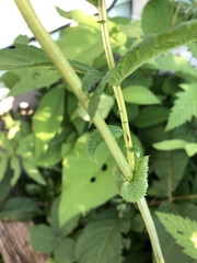 Filipendula rubra