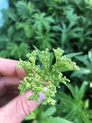 Filipendula rubra