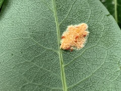 Puccinia festucae