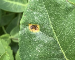 Puccinia festucae