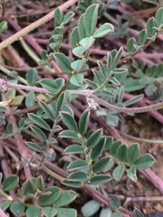 Hippocrepis scorpioides