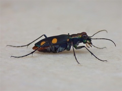 Cicindela bicolor