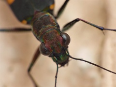 Cicindela bicolor