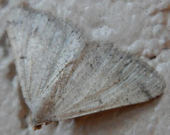 Digrammia pallidata