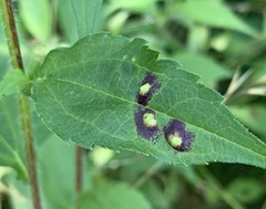 Bactericera antennata