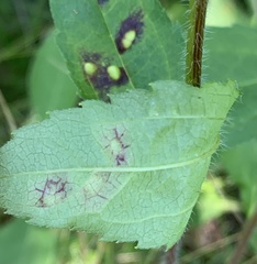 Bactericera antennata