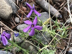 Phlox caespitosa