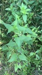 Bactericera antennata