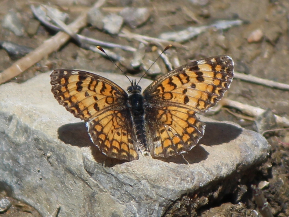Turkmen Fritillary