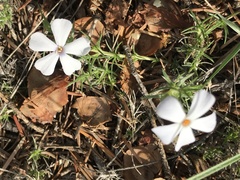 Phlox caespitosa