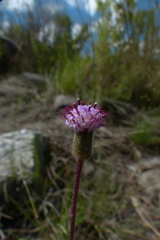Senecio erubescens