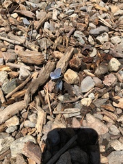 Plebejus anna