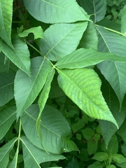 Caryomyia inclinata