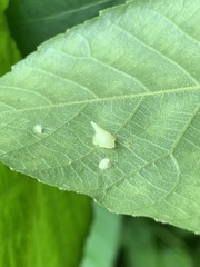 Caryomyia inclinata