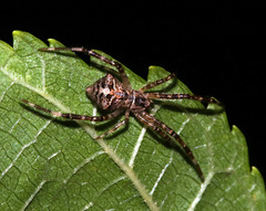 Janula bicornis
