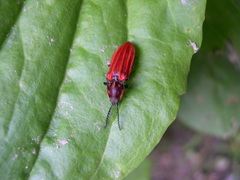 Anostirus purpureus
