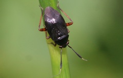 Capsus