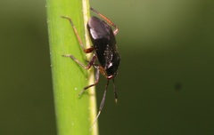 Capsus