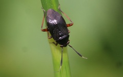 Capsus