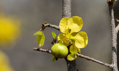 Ochna inermis