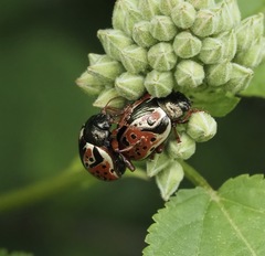 Calligrapha spiraeae