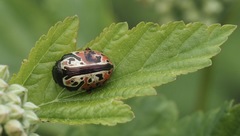 Calligrapha spiraeae