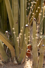 Sansevieria pearsonii