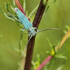 Phytoecia caerulescens
