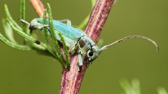 Phytoecia caerulescens