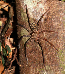 Heteropoda longipes