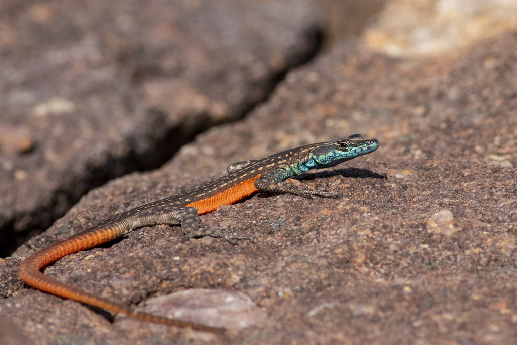 Waterberg Flat Lizard