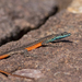 Waterberg Flat Lizard - Photo (c) tanderson, some rights reserved (CC BY-NC), uploaded by tanderson