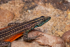Platysaurus minor