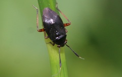 Capsus