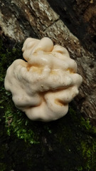 Trichoderma peltatum