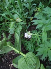 Hydrophyllum fendleri