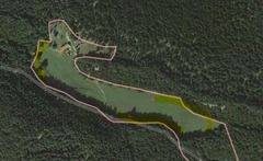 Photinus signaticollis