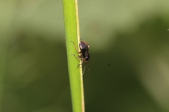 Capsus